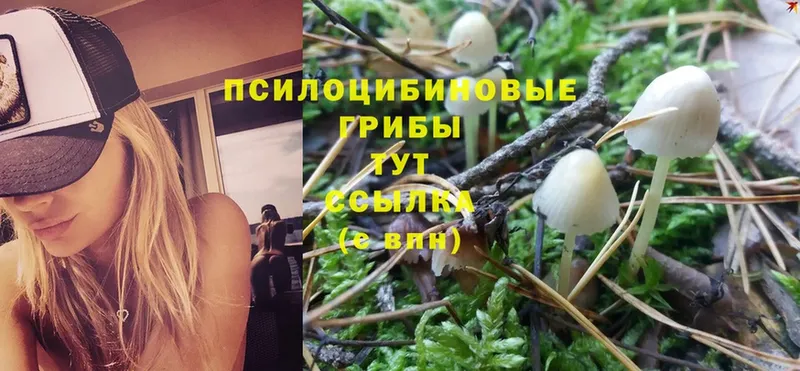 Псилоцибиновые грибы Psilocybine cubensis  Полярный 